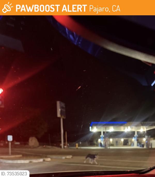 Found/Stray Unknown Dog last seen Quick stop Pajaro, Pajaro, CA 95076