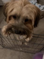 Found/Stray Male Dog last seen Cedar and Jensen in the United health centers clinic parking lot, Calwa, CA 93725