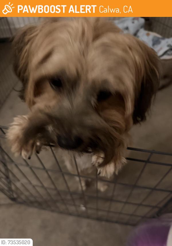 Found/Stray Male Dog last seen Cedar and Jensen in the United health centers clinic parking lot, Calwa, CA 93725