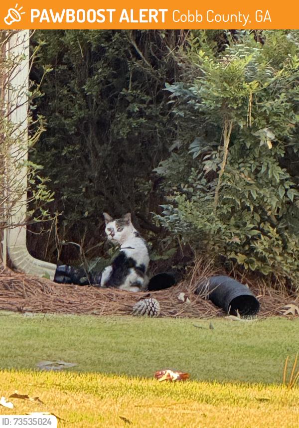 Found/Stray Unknown Cat last seen Hawthorne point and brinton’s mill, Cobb County, GA 30062