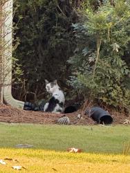 Found/Stray Unknown Cat last seen Hawthorne point and brinton’s mill, Cobb County, GA 30062