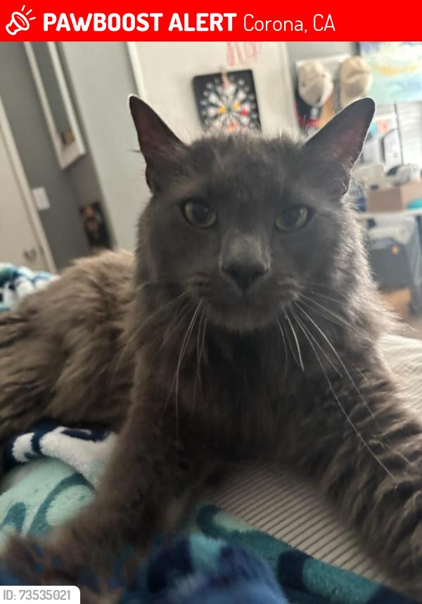 Lost Male Cat last seen Yellowstone and Mountainside, Corona, CA 92878