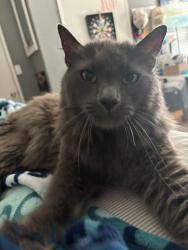 Lost Male Cat last seen Yellowstone and Mountainside, Corona, CA 92878