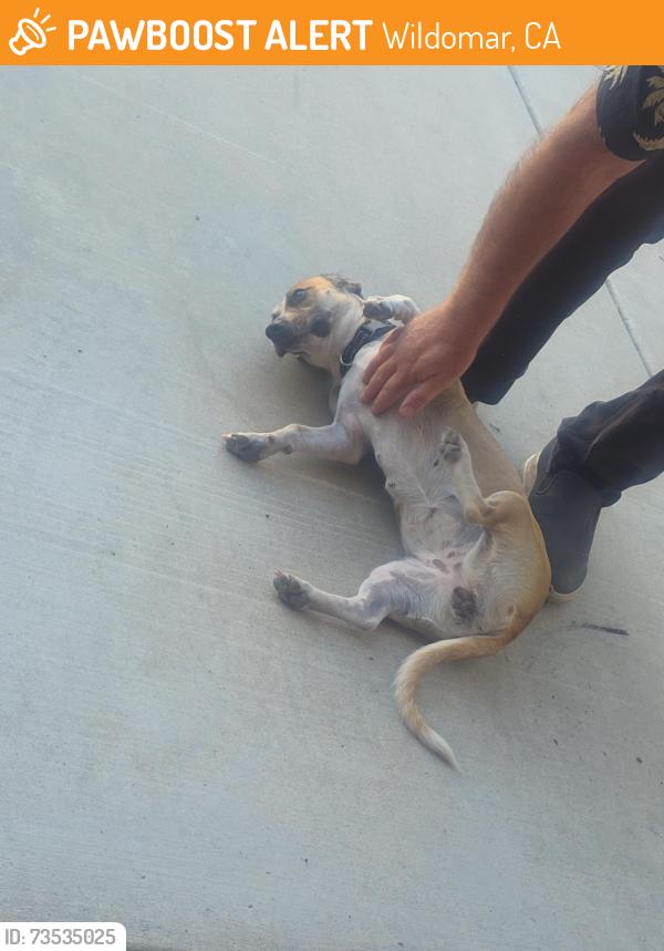 Found/Stray Female Dog last seen Wildomar Trail & Front Street, Wildomar, CA 92595