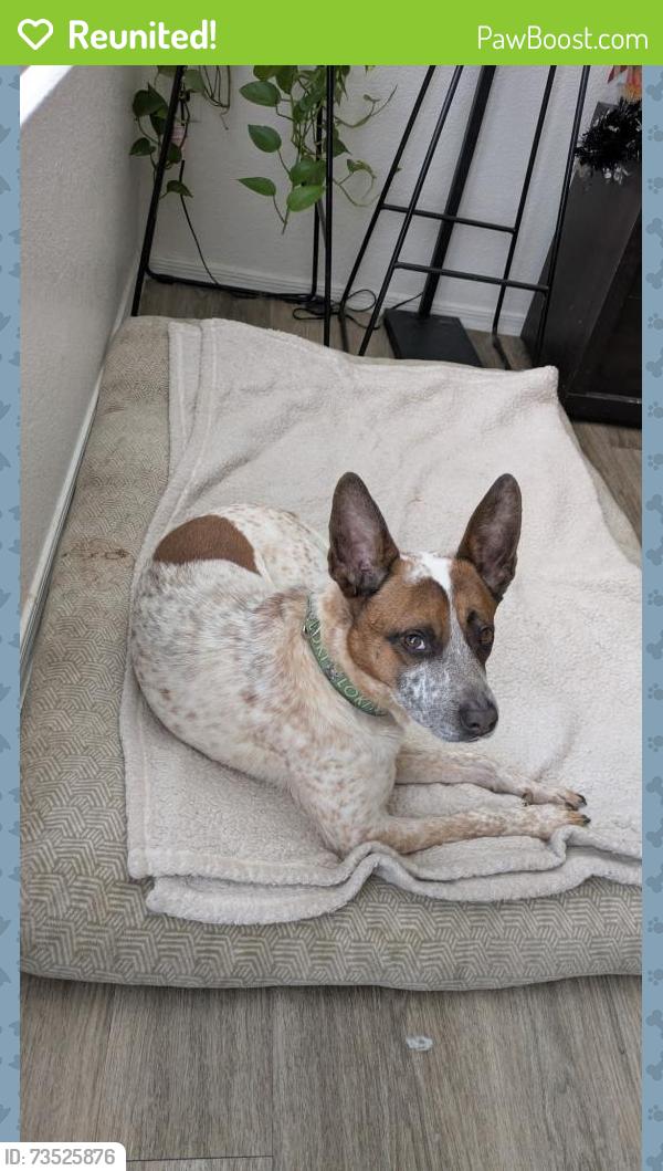 Reunited Male Dog last seen 67th and happy valley by the mcdonald’s, Phoenix, AZ 85083