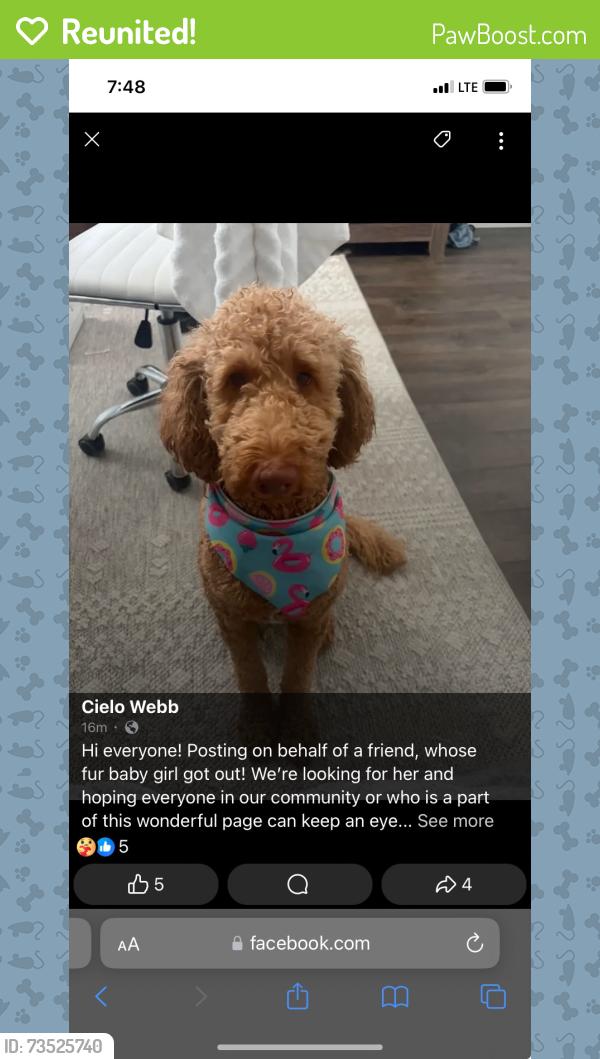 Reunited Female Dog last seen Saint Teressa st Merced ca, Merced, CA 95341