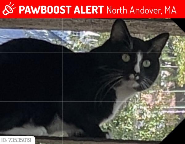 Lost Male Cat last seen Chickering Road, North Andover, MA 01845