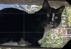Lost Male Cat last seen Chickering Road, North Andover, MA 01845