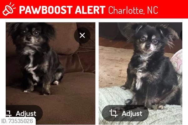 Lost Female Dog last seen Dilworth road w, Charlotte, NC 28203