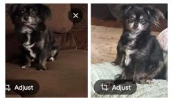 Lost Female Dog last seen Dilworth road w, Charlotte, NC 28203