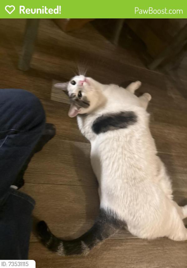 Reunited Male Cat last seen IMT apmts. Arizona Ave and Ray Rd, Chandler, AZ 85225