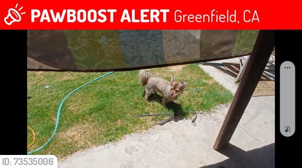 Lost Female Dog last seen Near Bace Ave, Bakersfield, CA 93307 near Union ave and taft hwy, Bakersfield, CA 93307