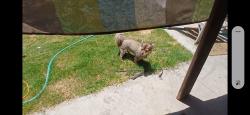 Lost Female Dog last seen Near Bace Ave, Bakersfield, CA 93307 near Union ave and taft hwy, Bakersfield, CA 93307
