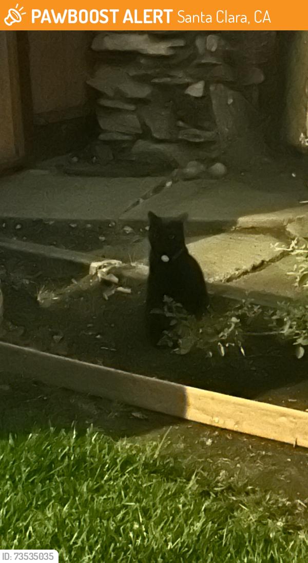 Found/Stray Unknown Cat last seen Near where Machado Ave and Calabazas Blvd intersect, Santa Clara, CA 95051