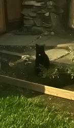 Found/Stray Unknown Cat last seen Near where Machado Ave and Calabazas Blvd intersect, Santa Clara, CA 95051