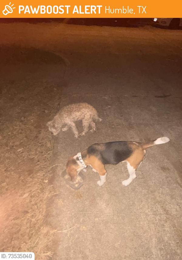 Found/Stray Male Dog last seen Timber Forest, Humble, TX 77346
