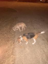 Found/Stray Male Dog last seen Timber Forest, Humble, TX 77346