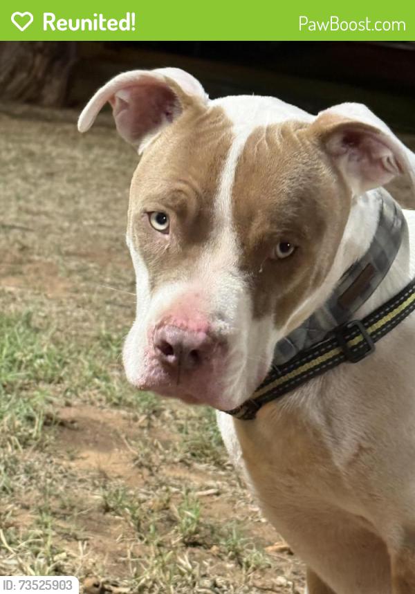 Reunited Male Dog last seen Oscar Rose Park in abilene, Abilene, TX 79605