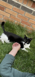Lost Female Cat last seen 129th Avenue and 161st Street, Queens, NY 11434