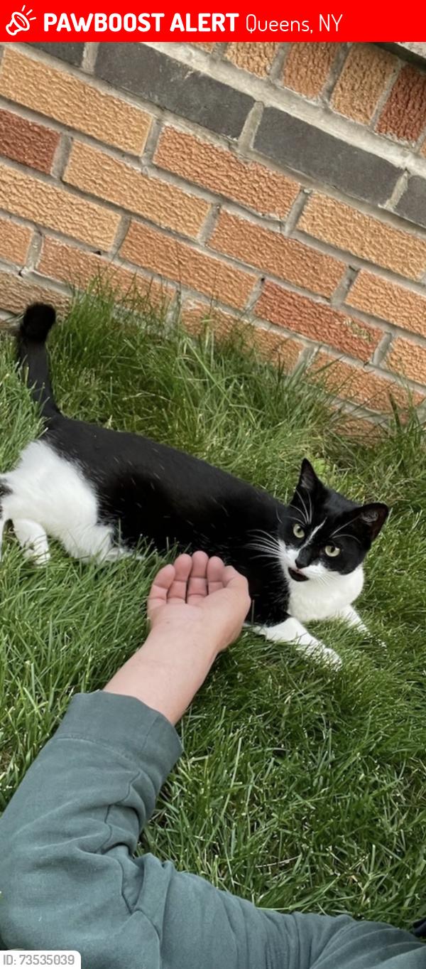 Lost Female Cat last seen 129th Avenue and 161st Street, Queens, NY 11434