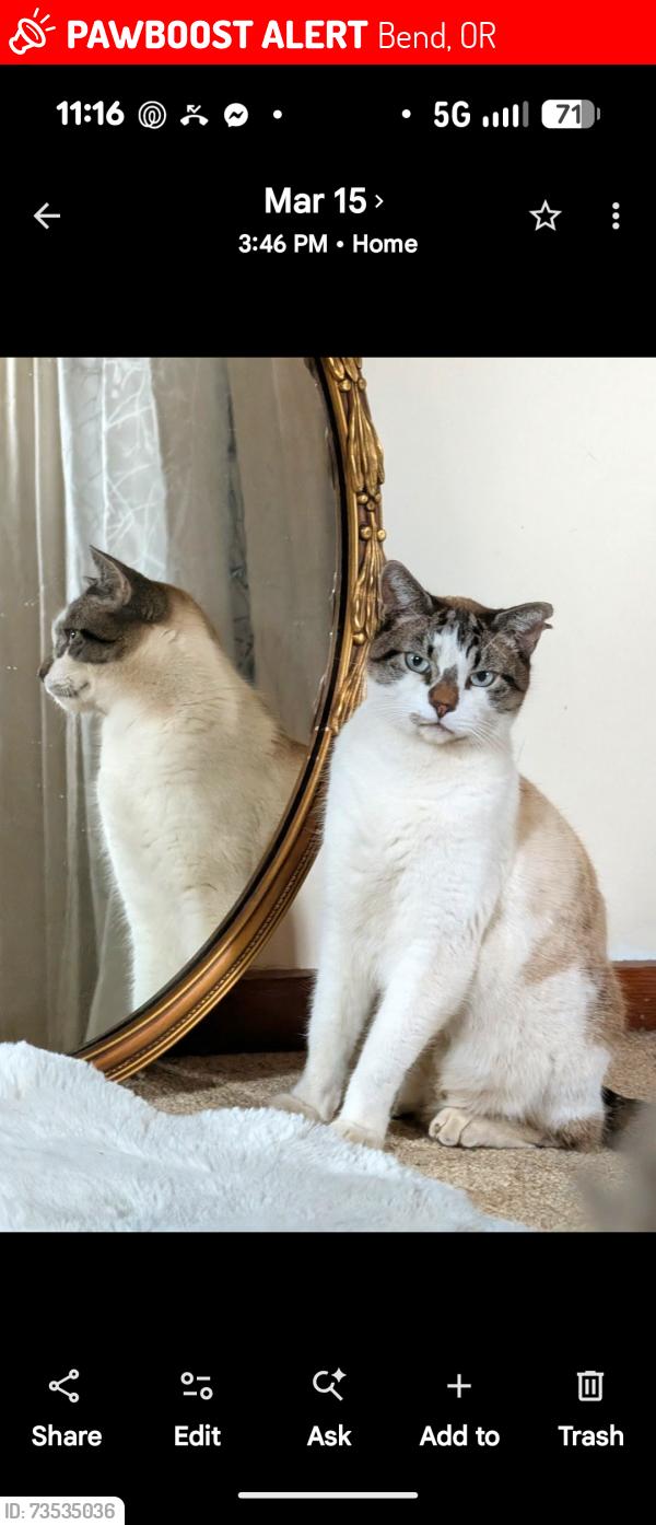 Lost Male Cat last seen Woodside Ranch, Bend, OR 97702