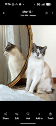 Lost Male Cat last seen Woodside Ranch, Bend, OR 97702