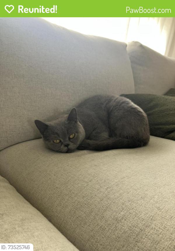 Reunited Female Cat last seen Lindenow street and Balfour Street, Reservoir, VIC 3073