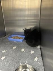 Shelter Stray Female Cat last seen Near Portales Dr, West District, TX, 355 Hillshire Dr, Haslet, TX 76052, USA