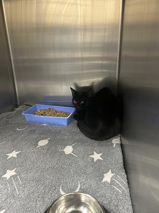 Shelter Stray Female Cat last seen Near Portales Dr, West District, TX, 355 Hillshire Dr, Haslet, TX 76052, USA