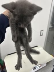 Shelter Stray Male Cat last seen Near Portales Dr, West District, TX, 355 Hillshire Dr, Haslet, TX 76052, USA