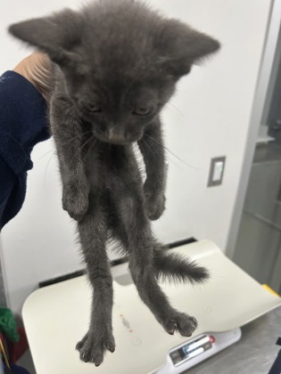 Shelter Stray Male Cat last seen Near Portales Dr, West District, TX, 355 Hillshire Dr, Haslet, TX 76052, USA