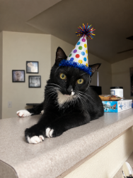 Lost Male Cat last seen Adagio Apartments, Draper, UT 84020