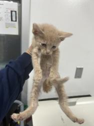 Shelter Stray Male Cat last seen Near Portales Dr, West District, TX, 355 Hillshire Dr, Haslet, TX 76052, USA