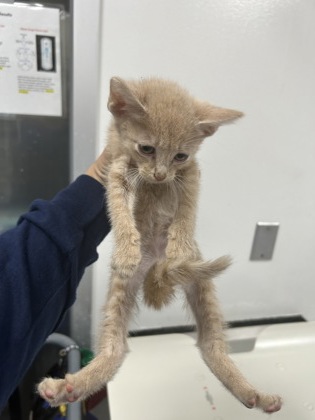 Shelter Stray Male Cat last seen Near Portales Dr, West District, TX, 355 Hillshire Dr, Haslet, TX 76052, USA