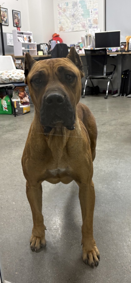 Shelter Stray Female Dog last seen S Marks Ave & W Central Ave, Fresno Zone Fresno CO 2 93706, CA, 1510 W Dan Ronquillo Dr, Fresno, CA 93706, USA