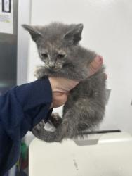 Shelter Stray Female Cat last seen Near Portales Dr, West District, TX, 355 Hillshire Dr, Haslet, TX 76052, USA