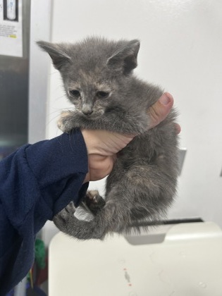 Shelter Stray Female Cat last seen Near Portales Dr, West District, TX, 355 Hillshire Dr, Haslet, TX 76052, USA