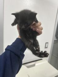Shelter Stray Female Cat last seen Near Portales Dr, West District, TX, 355 Hillshire Dr, Haslet, TX 76052, USA