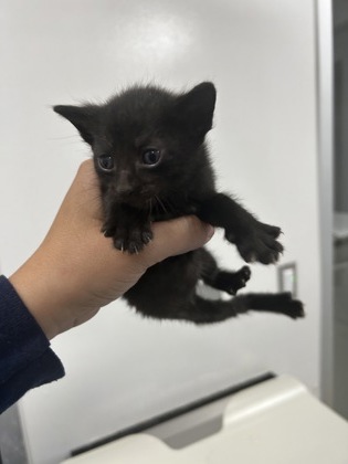 Shelter Stray Female Cat last seen Near Portales Dr, West District, TX, 355 Hillshire Dr, Haslet, TX 76052, USA