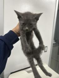 Shelter Stray Female Cat last seen Near Portales Dr, West District, TX, 355 Hillshire Dr, Haslet, TX 76052, USA
