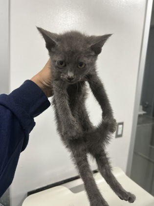 Shelter Stray Female Cat last seen Near Portales Dr, West District, TX, 355 Hillshire Dr, Haslet, TX 76052, USA