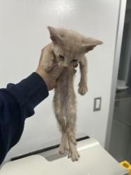 Shelter Stray Male Cat last seen Near Portales Dr, West District, TX, 355 Hillshire Dr, Haslet, TX 76052, USA