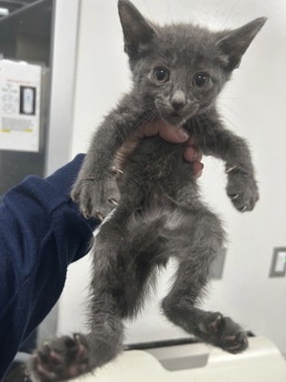 Shelter Stray Male Cat last seen Near Portales Dr, West District, TX, 355 Hillshire Dr, Haslet, TX 76052, USA