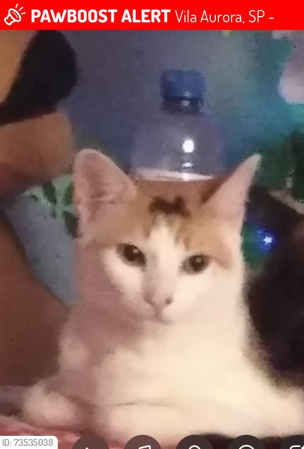 Lost Female Cat last seen Rua Amadeu Roldan, Vila Aurora, SP 05186-030