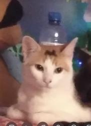Lost Female Cat last seen Rua Amadeu Roldan, Vila Aurora, SP 05186-030