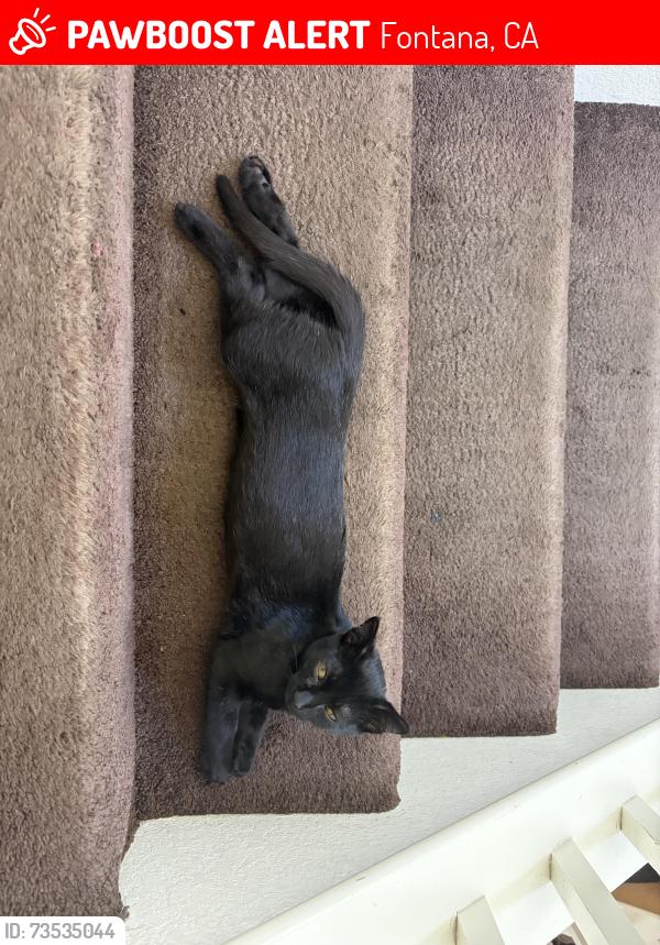 Lost Male Cat last seen Ralph’s, Fontana, CA 92336