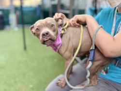 Shelter Stray Female Dog last seen Near Water Street, NEW YORK, NY, 10002, 326 E 110th St, New York, NY 10029, USA