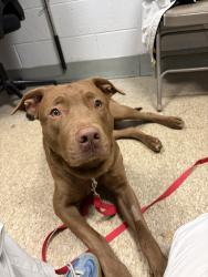Shelter Stray Male Dog last seen W Mosholu Pkwy N, BRONX, NY, 10467, 326 E 110th St, New York, NY 10029, USA