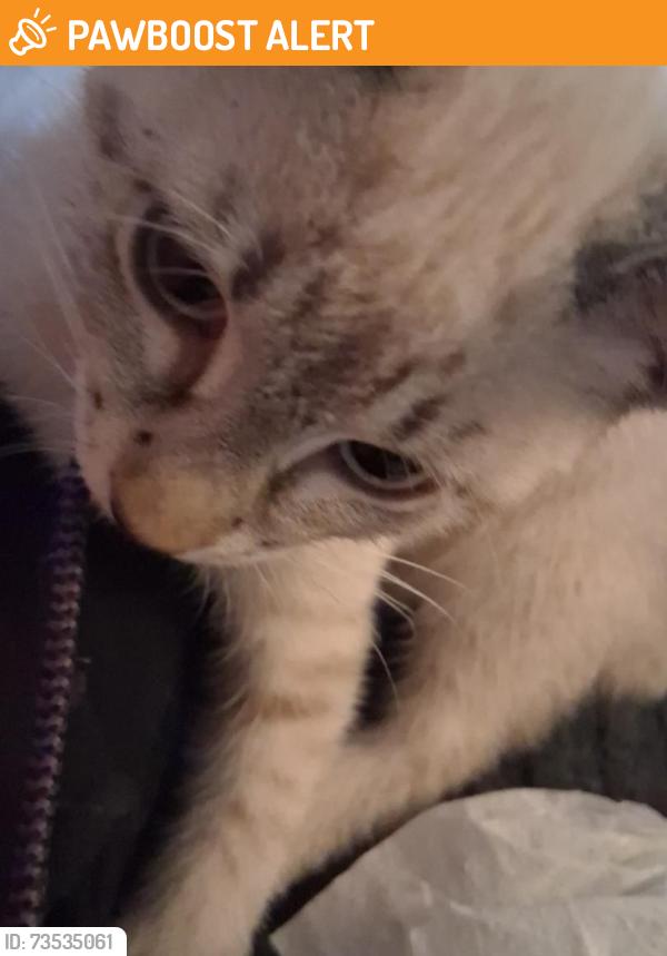 Found/Stray Male Cat last seen Simpson ave., North College Hill, OH 45239