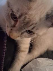 Found/Stray Male Cat last seen Simpson ave., North College Hill, OH 45239